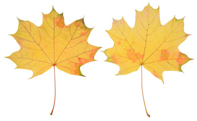 Yellow maple leaf on isolated background