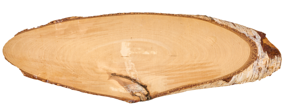 An oval cross-section of a birch log with bark and visible annual rings on a white background.