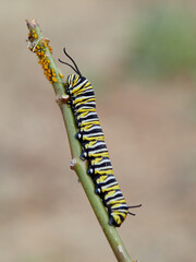 Monarch butterfly caterpillar Danaus plexippus on its host plant milkweed (genus Asclepias)