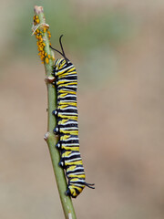 Monarch butterfly caterpillar Danaus plexippus on its host plant milkweed (genus Asclepias)