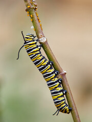 Monarch butterfly caterpillar Danaus plexippus on its host plant milkweed (genus Asclepias)