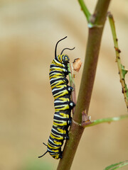Monarch butterfly caterpillar Danaus plexippus on its host plant milkweed (genus Asclepias)