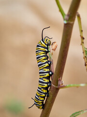 Monarch butterfly caterpillar Danaus plexippus on its host plant milkweed (genus Asclepias)