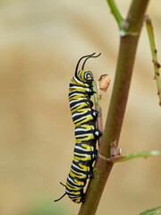 Monarch butterfly caterpillar Danaus plexippus on its host plant milkweed (genus Asclepias)
