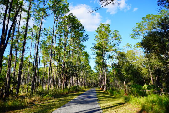 Flatwood park trail and tree in Tampa, Florida