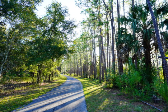 Flatwood park trail and tree in Tampa, Florida