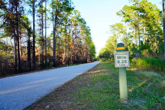 Flatwood park trail and tree in Tampa, Florida