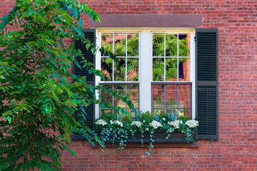Traditional American architecture featuring a multi-paned window with beautiful plants adorning the sill in Boston, Massachusetts, USA
