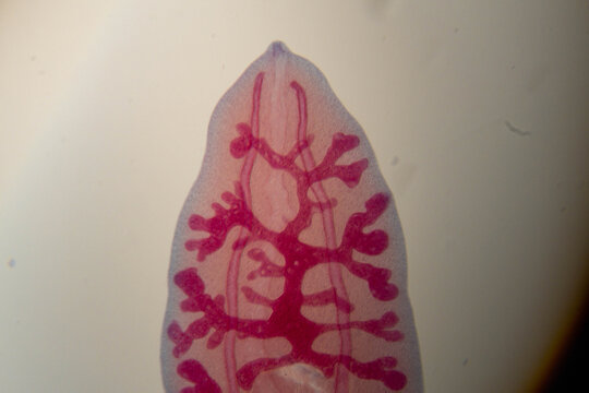 Microscopic view of a flatworm specimen
