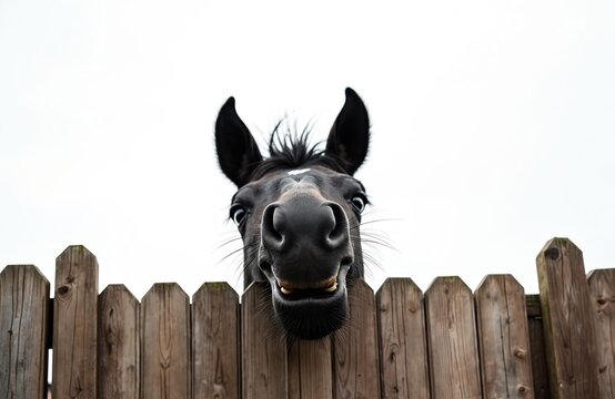 Black horse head appears over wooden fence with funny expression. Equine mammal curious, looking into camera with wide eyes and slightly open mouth.