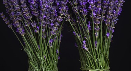 Obraz premium A vibrant close-up of freshly cut purple lavender sprigs gathered tightly. Highlighting the fragrant blossoms and natural beauty of the herb, bouquet, calm, nature