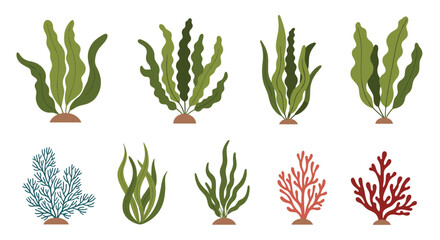 Diverse collection of various underwater seaweed, algae, and coral plants in green, red, and blue, isolated on a clean white background.