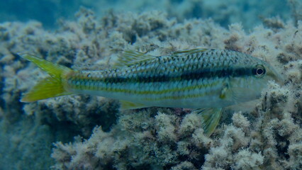 Striped red mullet or surmullet (Mullus surmuletus) undersea, Ligurian Sea, Italy, Imperia
