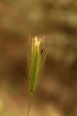 Close-up of grass spike with insect