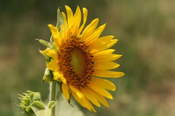 Vibrant sunflower in bloom