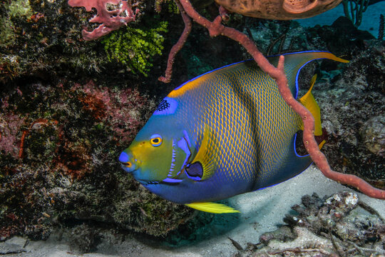 A beautiful Queen Angelfish swimming underwater on a coral reef, Holacanthus ciliaris
