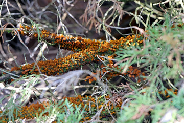 Garden juniper branches covered with orange, jelly-like fungi.