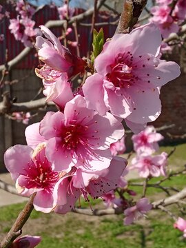 flor de durazno