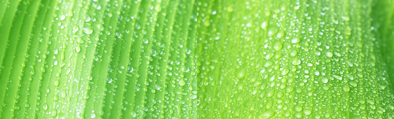 Green leaves with water drops