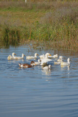 Domestic ducks swimming together in calm water