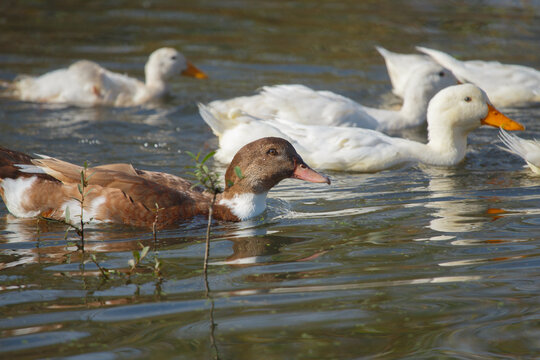 Brown duck swimming with white companions in water - Powered by Adobe