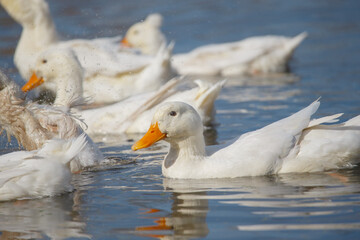 White ducks swimming and splashing in water
