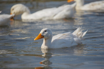 White duck swimming in calm water pond