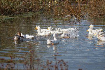 White ducks swimming and splashing water in pond