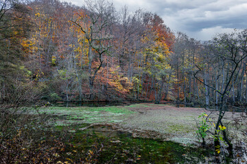 The Mühlental valley with the Alme springs in autumn. The Alme springs are also one of the strongest and cleanest water sources in Germany, located on the Brilon plateau.