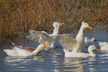 White crested ducks splashing water in pond