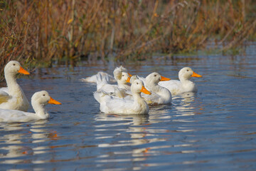 White ducks swimming together on sunny water