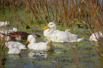 White duck swimming in green pond water