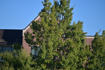 Tree by a Building