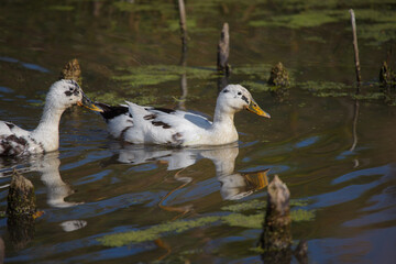 Domestic ducks swimming in a pond
