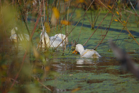 White ducks swimming and foraging in green pond - Powered by Adobe