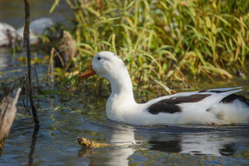White duck swimming in calm water near green reeds