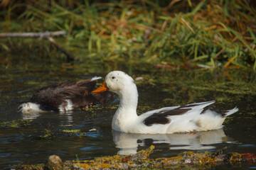 White duck swimming in pond with brown duck
