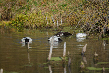 Waterfowl dabbling for food in a green pond