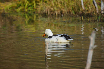 Domestic duck swimming creating ripples on pond water
