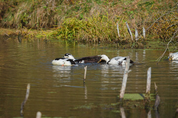 Domestic ducks swimming and foraging in pond