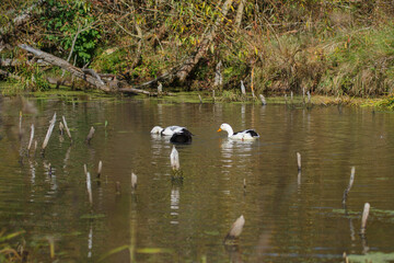 Pair of muscovy ducks feeding in pond