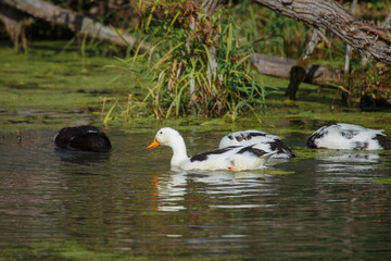 Ducks swimming in natural pond environment