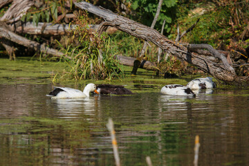 Ducks dabbling and foraging for food in green pond