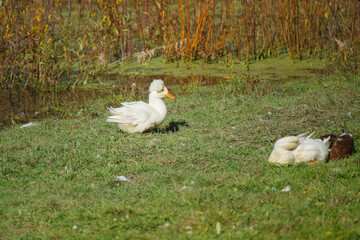 Crested duck resting on green grass near pond