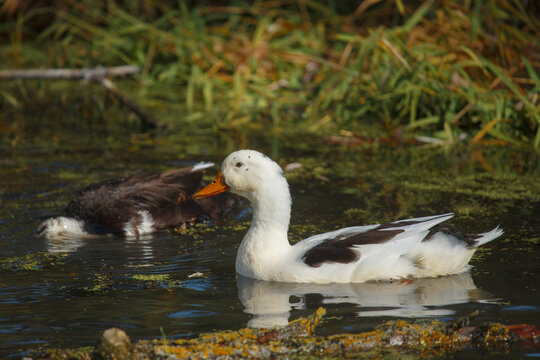 White duck swimming in pond with brown duck
