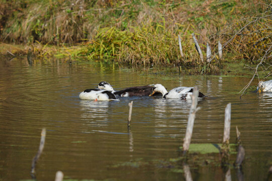 Domestic ducks swimming and foraging in pond