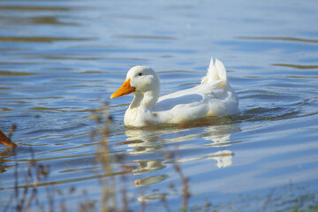 White duck swimming on blue water pond