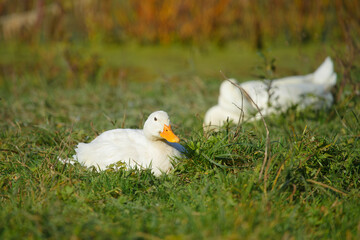 White duck resting on green grass pasture