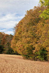 Fototapeta premium Golden soybean field ready for harvest beside autumn forest with colorful leaves