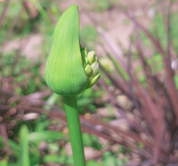 unopened agapanthus flower bud.